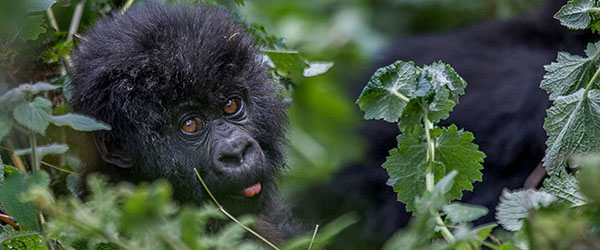 Gorilla in Uganda's Bwindi Impenetrable Forest
