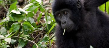 How to get a Free Gorilla Permit in Rwanda