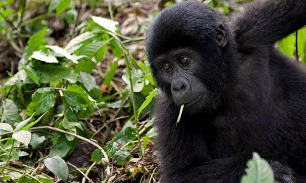 How to get a Free Gorilla Permit in Rwanda