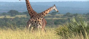 10 Days Best of Uganda Safari