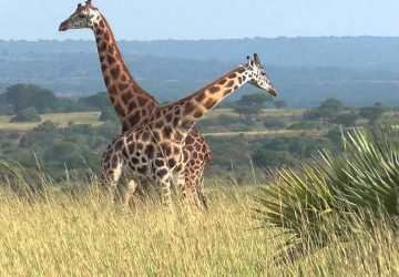9 Days Best of Uganda Safari