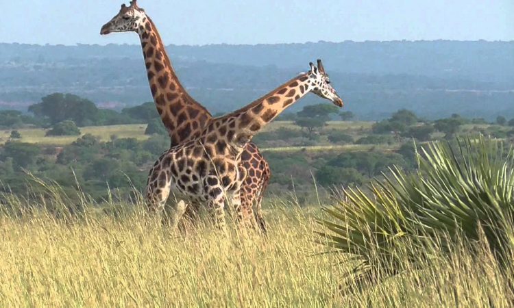 10 Days Best of Uganda Safari