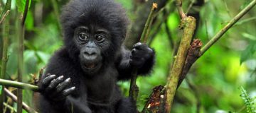 14 Days Best of Rwanda Safari