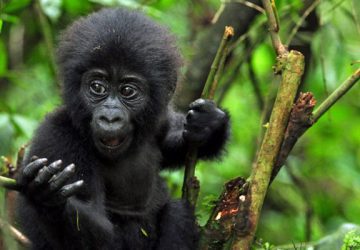 14 Days Best of Rwanda Tour