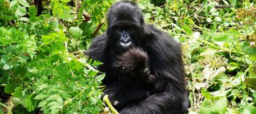 2 Day Rwanda Gorilla Tour