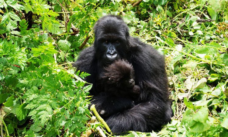 2 Day Rwanda Gorilla Tour