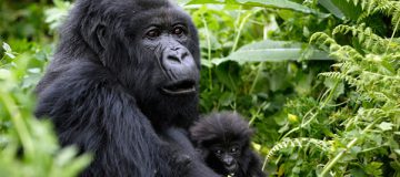 2 Days Uganda Gorilla Safari from Kigali