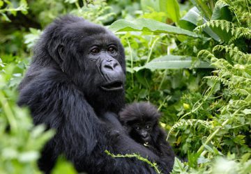 2 Days Uganda Gorilla Trekking Safari from Kigali