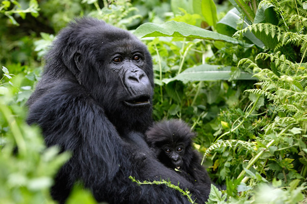 2 Days Uganda Gorilla Safari from Kigali