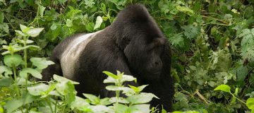 3 Days Bwindi Gorilla Trek