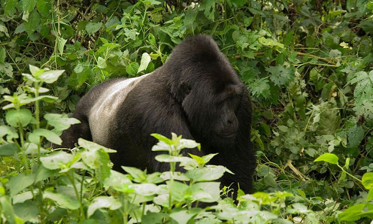 3 Days Bwindi Gorilla Trek