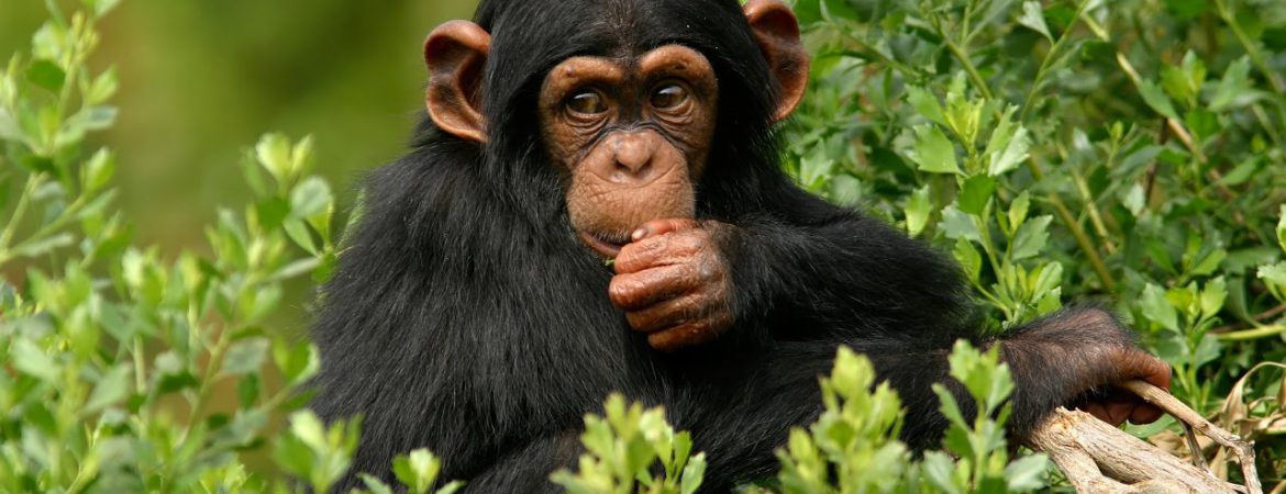 Uganda Chimpanzee Tours