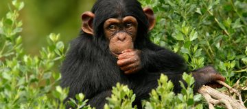 3 Days Ngamba Island Chimpanzee Excursion