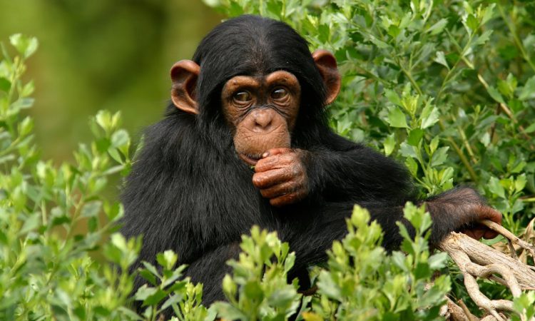 3 Days Ngamba Island Chimpanzee Excursion