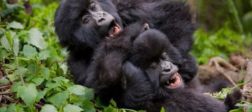 3 Days Rwanda Gorilla Safari