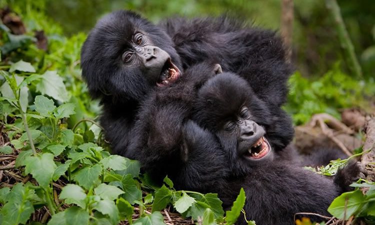 3 Days Rwanda Gorilla Safari