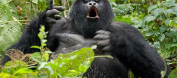 4 Days Rwanda Gorilla Trek