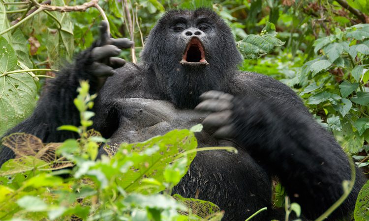 4 Days Rwanda Gorilla Trek