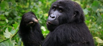 Discounted Gorilla Permits In Uganda