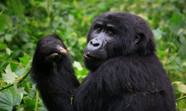 Discounted Gorilla Permits In Uganda