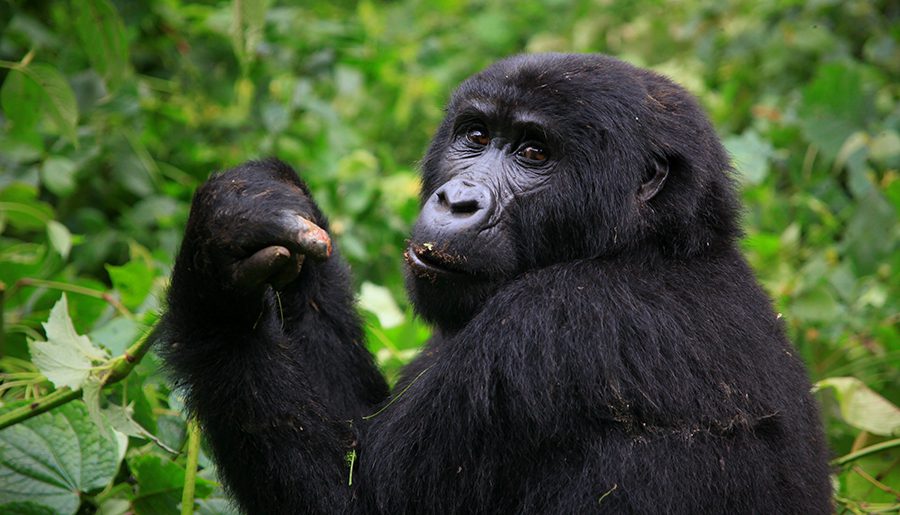 Discounted Gorilla Permits In Uganda