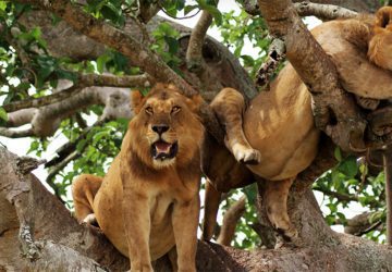 4 Days Wildlife & Chimpanzee Tour