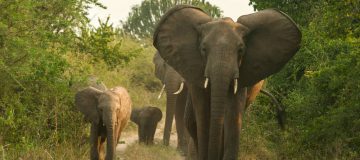 5 Days Bwindi Gorilla & Murchison Falls Safari