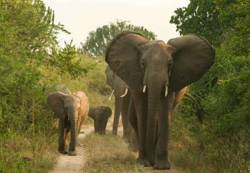 5 Days Bwindi Gorilla & Murchison Falls Safari