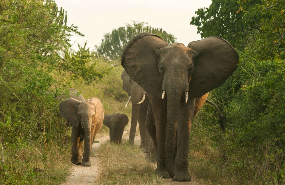 5 Days Bwindi Gorilla & Murchison Falls Safari