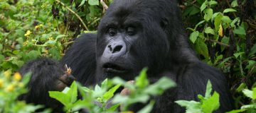 5 Days Uganda Rwanda Gorillas