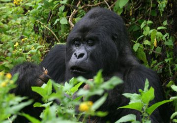 5 Day  Rwanda Uganda gorilla tracking 