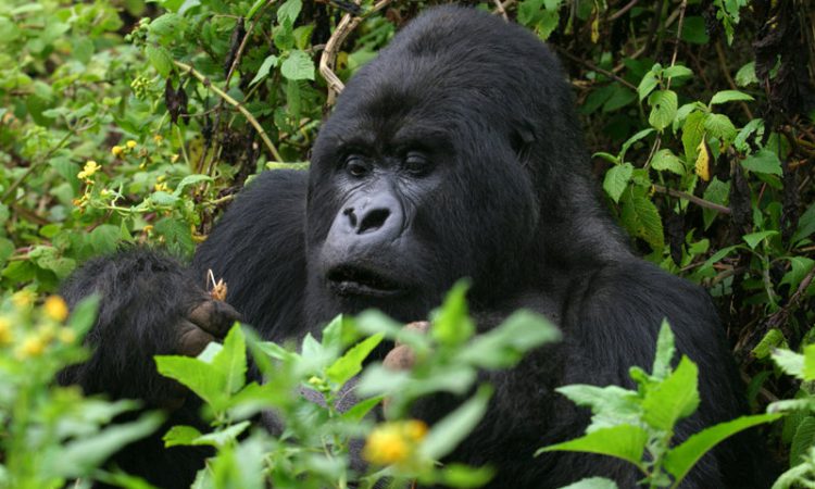 5 Days Uganda Rwanda Gorillas