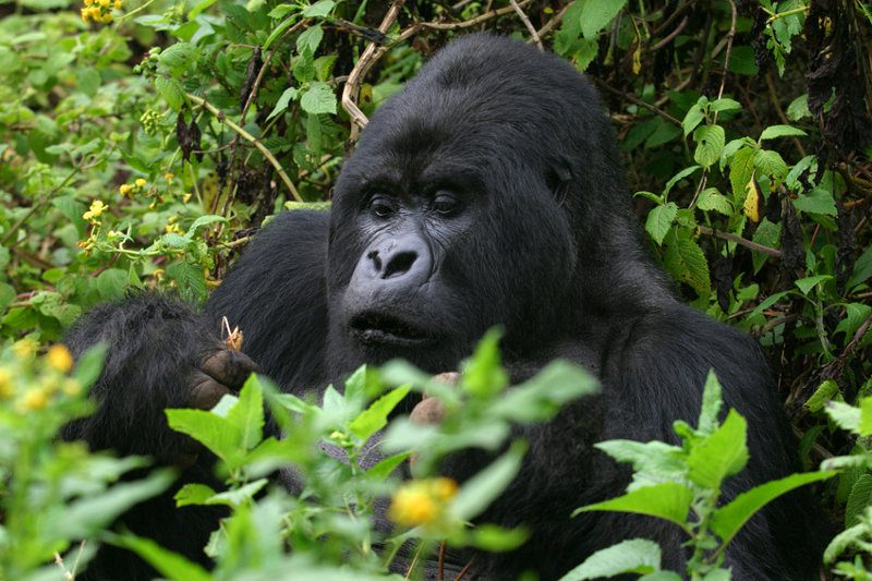 5 Days Uganda Rwanda Gorillas