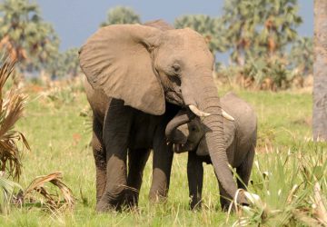 5 Days Wildlife & Gorilla Trek in Uganda