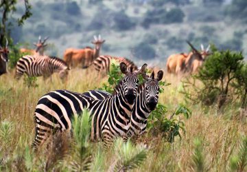 7 Days Rwanda Gorilla Safari
