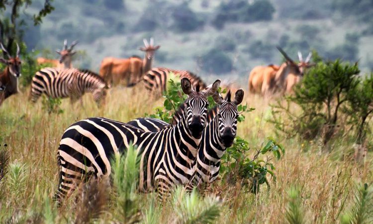 7 Days Rwanda Gorilla Safari