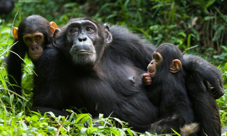 7 Days Rwanda Primates Tour