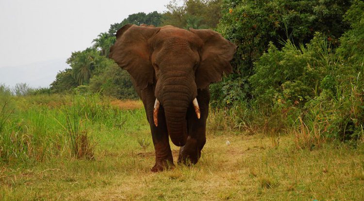Akagera National Park