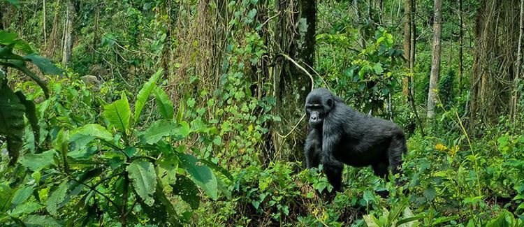 Bwindi Impenetrable Forest National Park