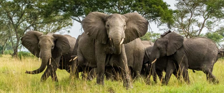 Queen Elizabeth National Park