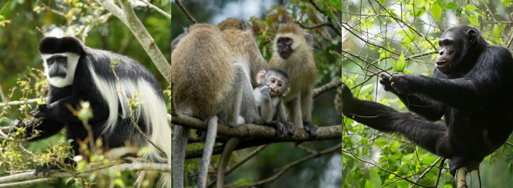 Nyungwe forest national Park primates