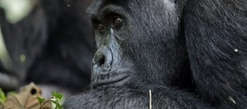Gorilla in Buhoma Sector of Bwindi Impenetrable National Park