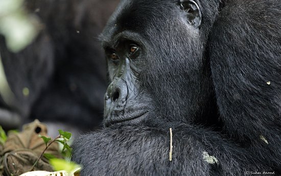 Gorilla in Buhoma Sector of Bwindi Impenetrable National Park