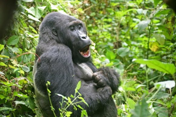 Gorillas in Africa