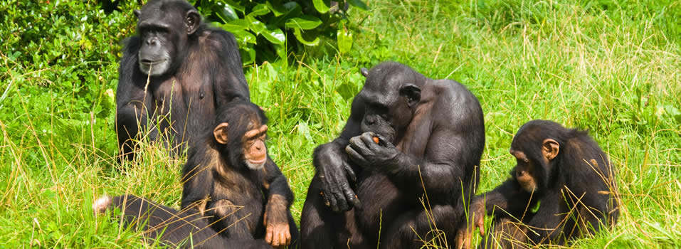3 days Uganda Primate safari
