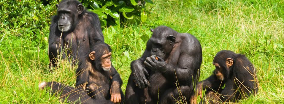 Kibale Forest National Park