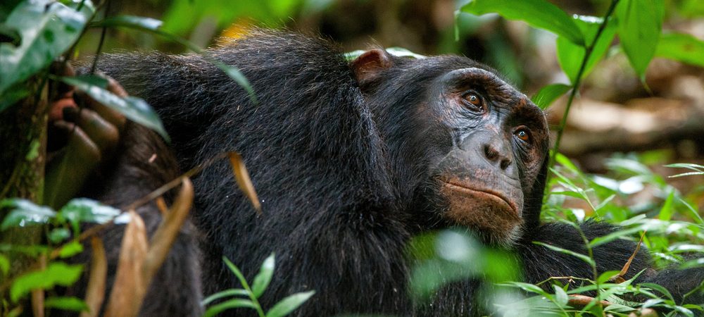 Africa Chimpanzee Tracking Tours