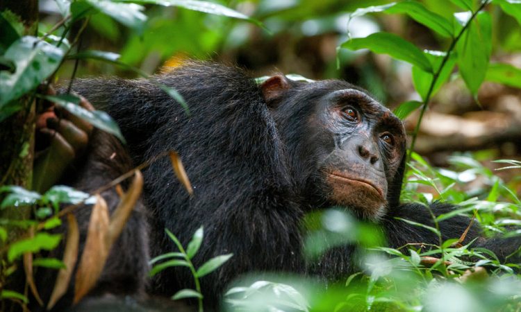 Africa Chimpanzee Tracking Tours