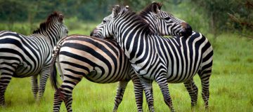 Lake Mburo National Park