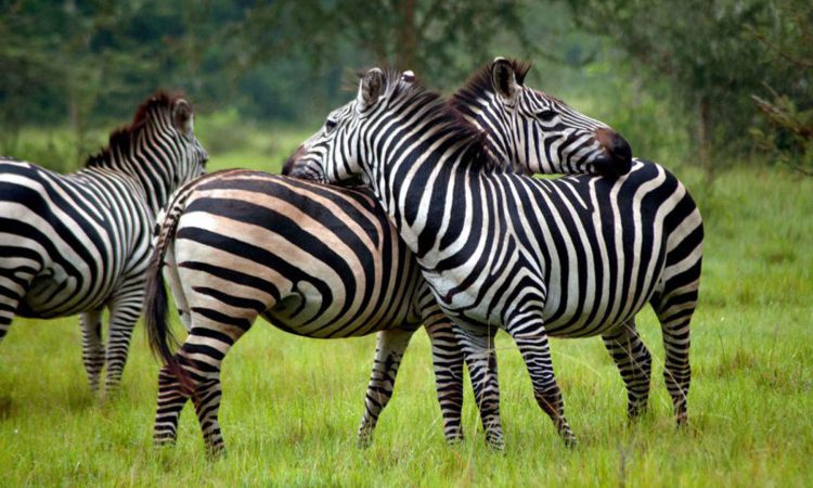 Lake Mburo National Park